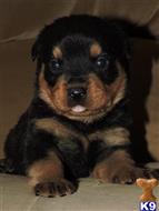 Rottweiler